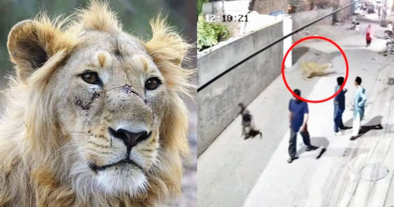 பாகிஸ்தானில் மக்களைத் தாக்கிய வளர்ப்பு சிங்கம்; சமூக வலைதளங்களில் வைரலான பதிவு